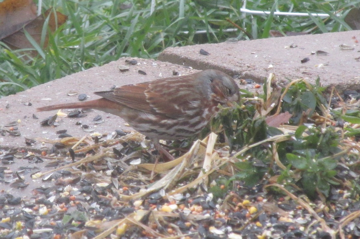 Fox Sparrow - ML42348411