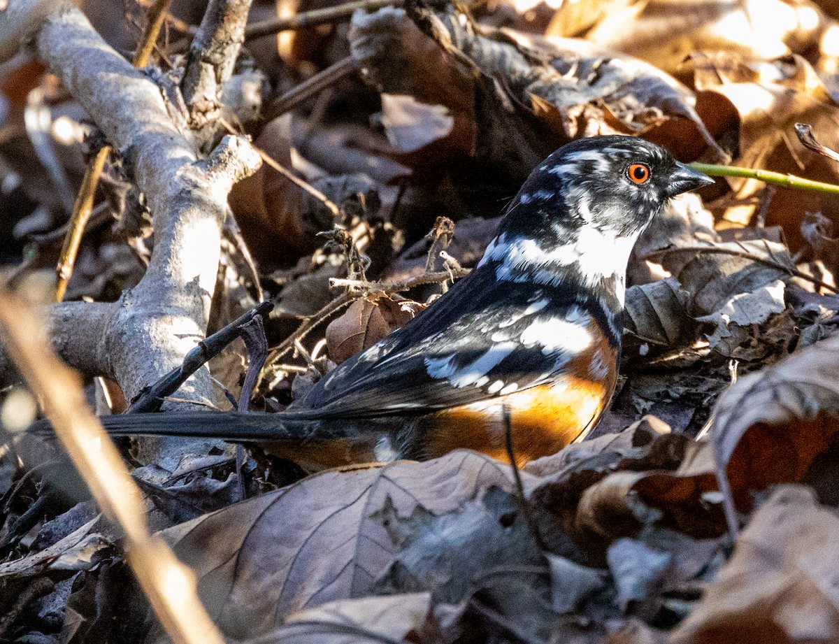 Spotted Towhee - ML423484801