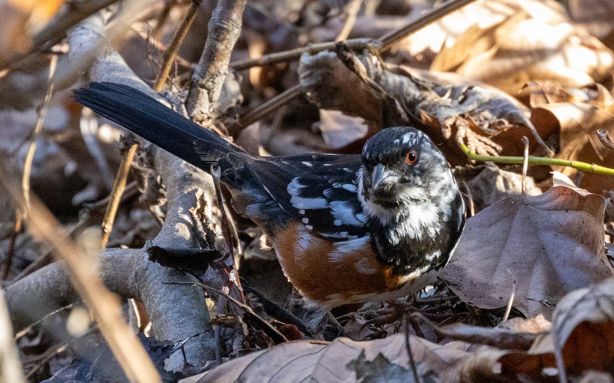Spotted Towhee - ML423484821