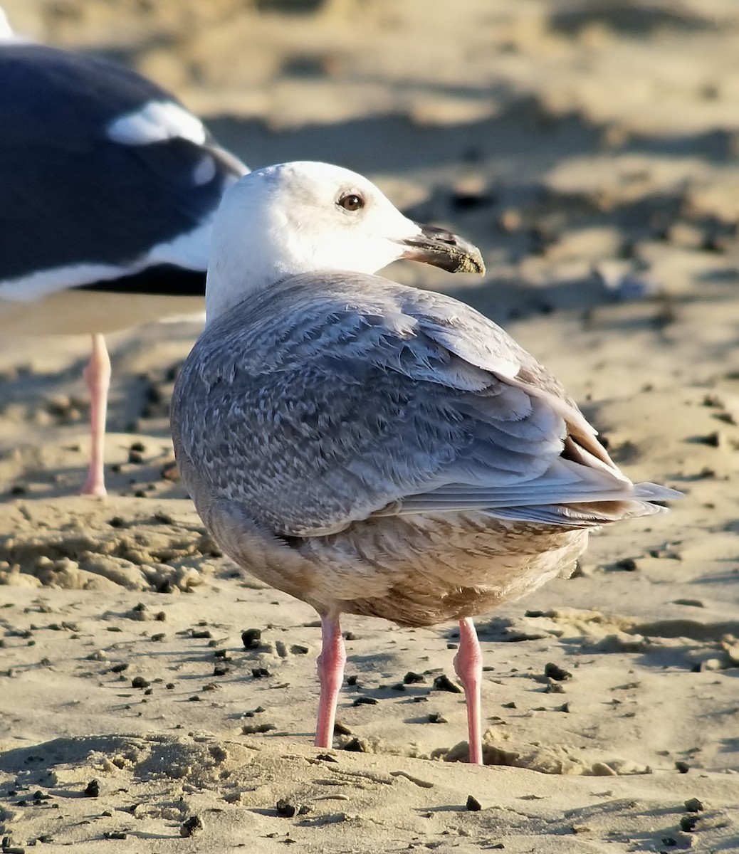 Glaucous-winged Gull - ML423484831