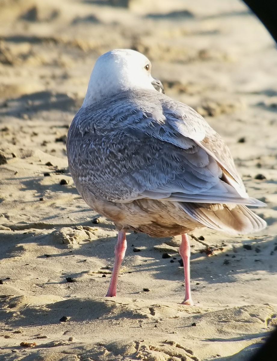 Glaucous-winged Gull - ML423484851