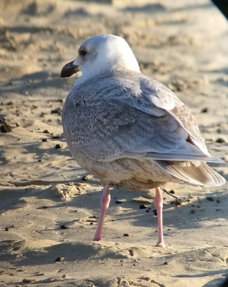 Glaucous-winged Gull - ML423484881