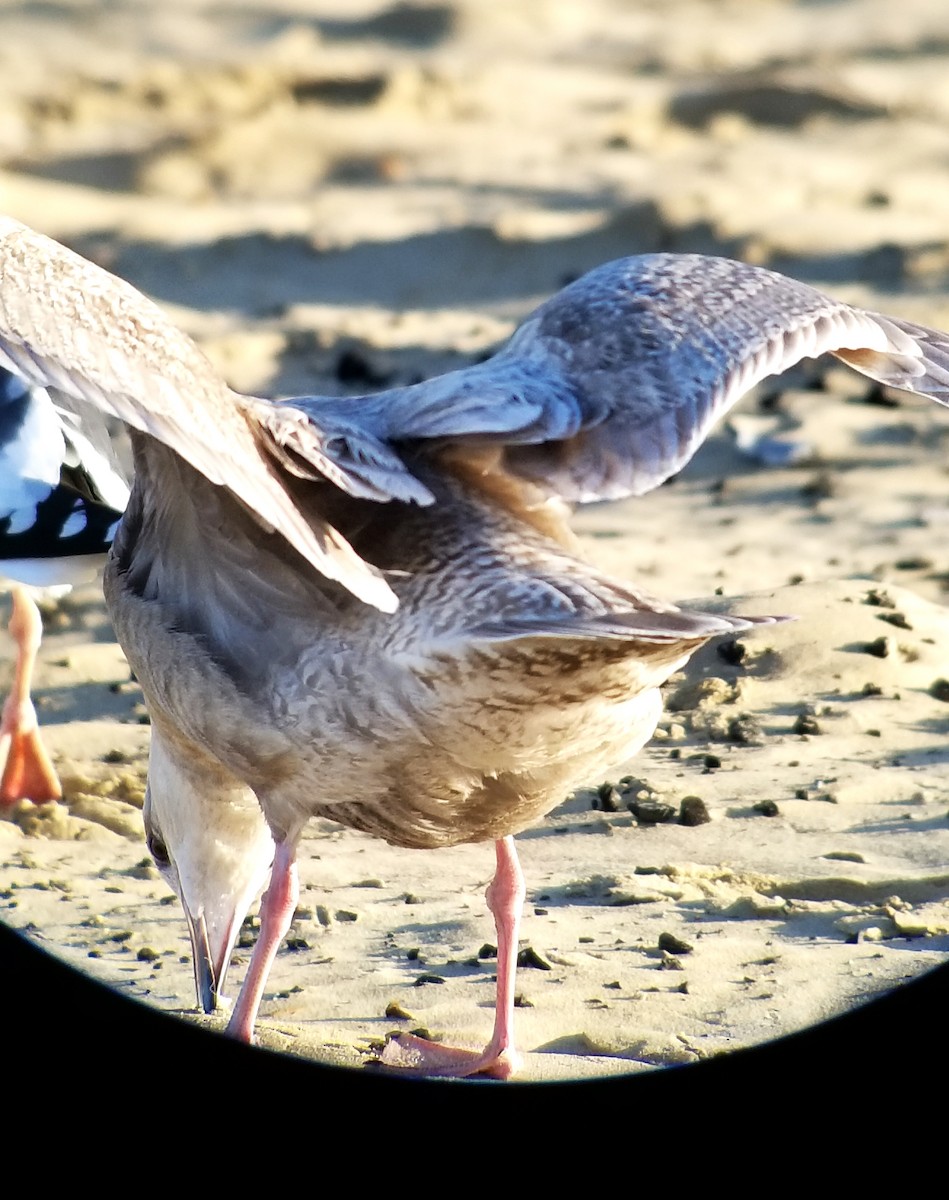 Glaucous-winged Gull - ML423484911
