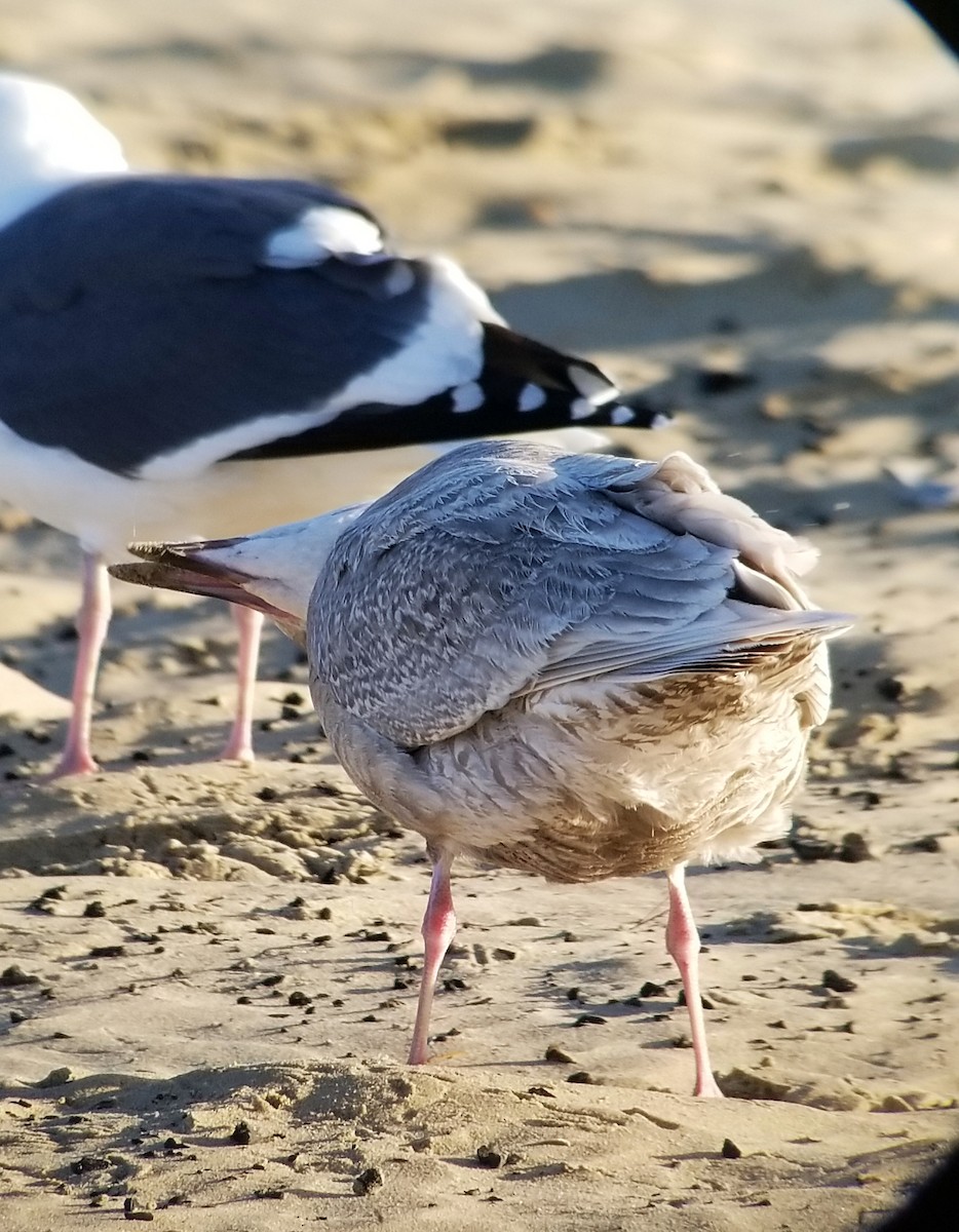 Glaucous-winged Gull - ML423484961