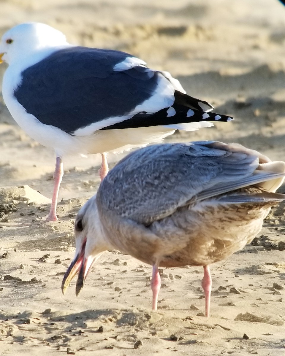 Glaucous-winged Gull - ML423484971