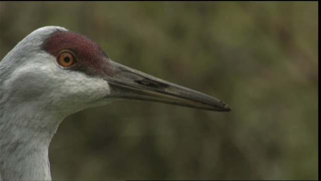 Sandhill Crane - ML423485