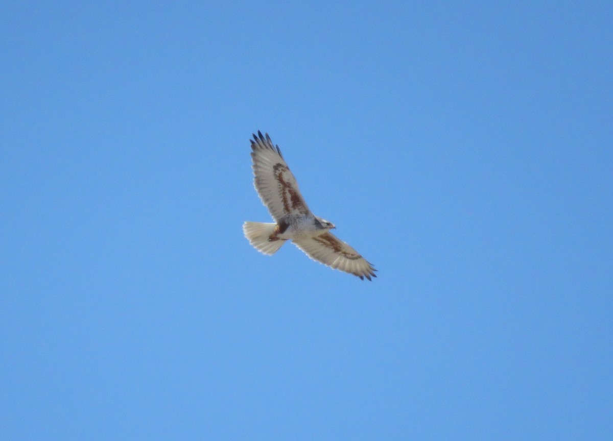 Ferruginous Hawk - ML423486561