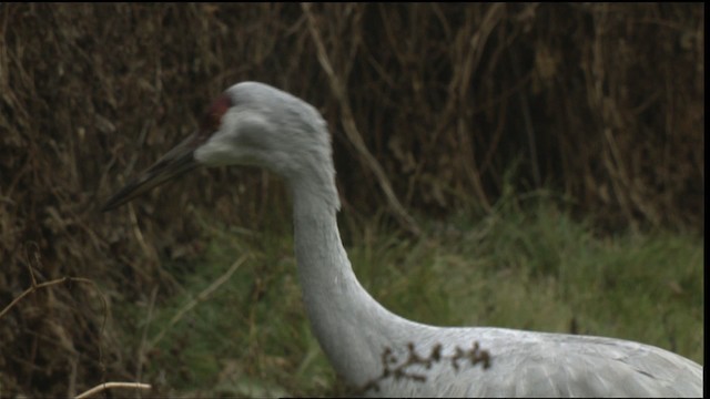 עגור קנדי - ML423487