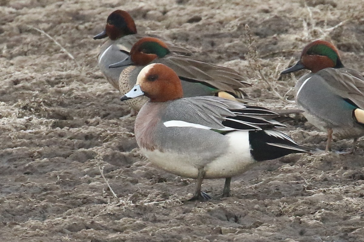 Eurasian Wigeon - ML423491261