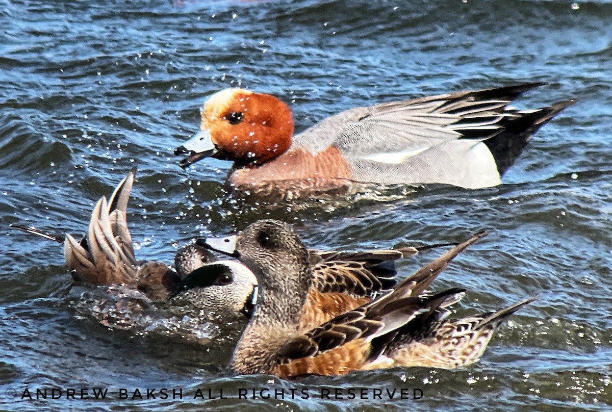 Eurasian Wigeon - ML423491751