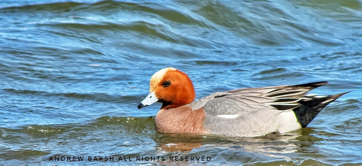 Зээрд нугас - ML423491761