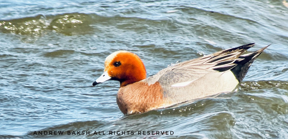 Зээрд нугас - ML423491781