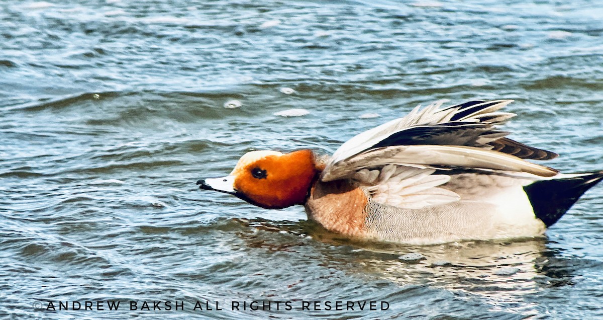 Eurasian Wigeon - ML423491791