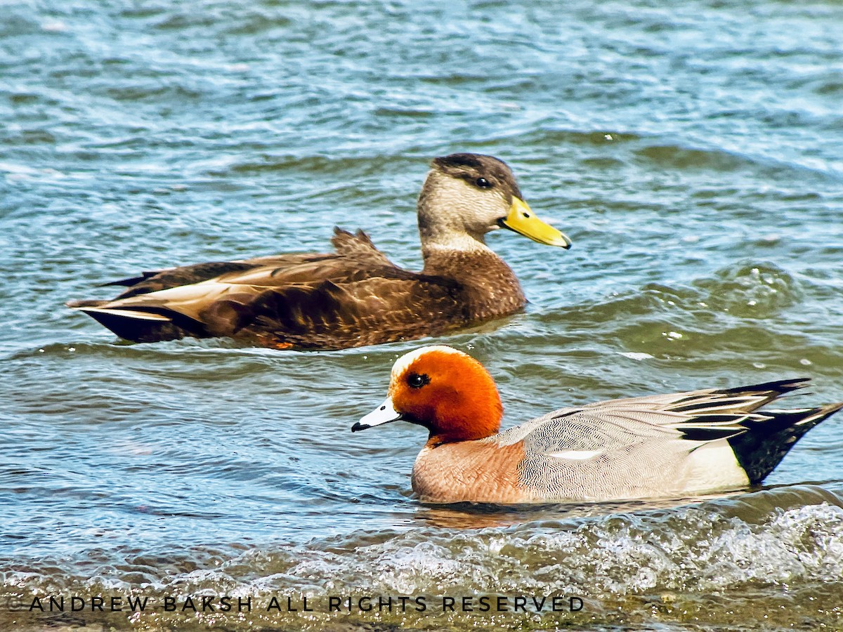 Зээрд нугас - ML423491801