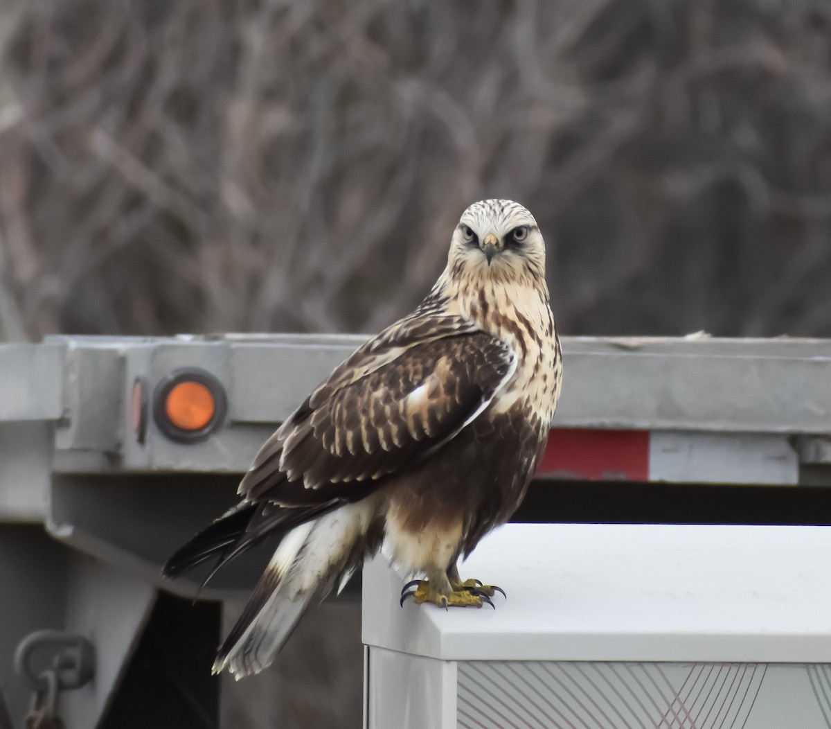 Rough-legged Hawk - ML423492531