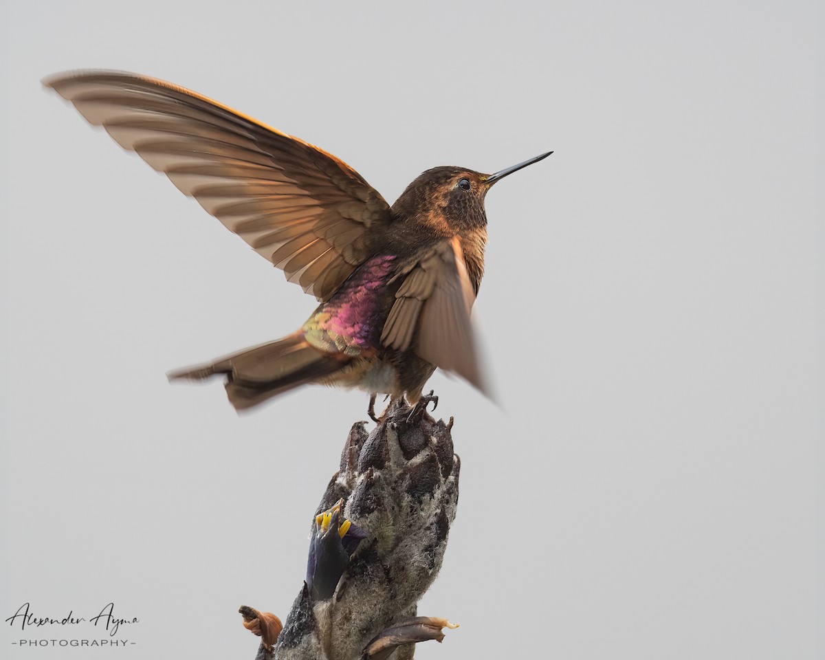 Colibri étincelant - ML423493201