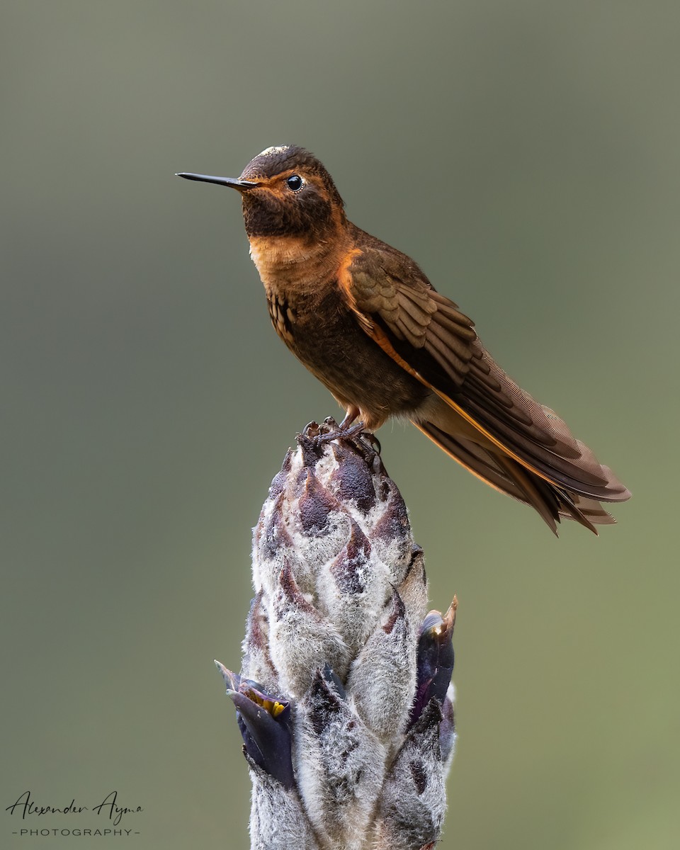 kolibřík duhovohřbetý - ML423493231