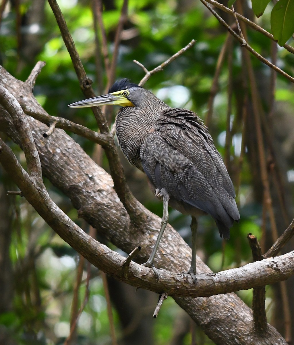 Bare-throated Tiger-Heron - ML423493781