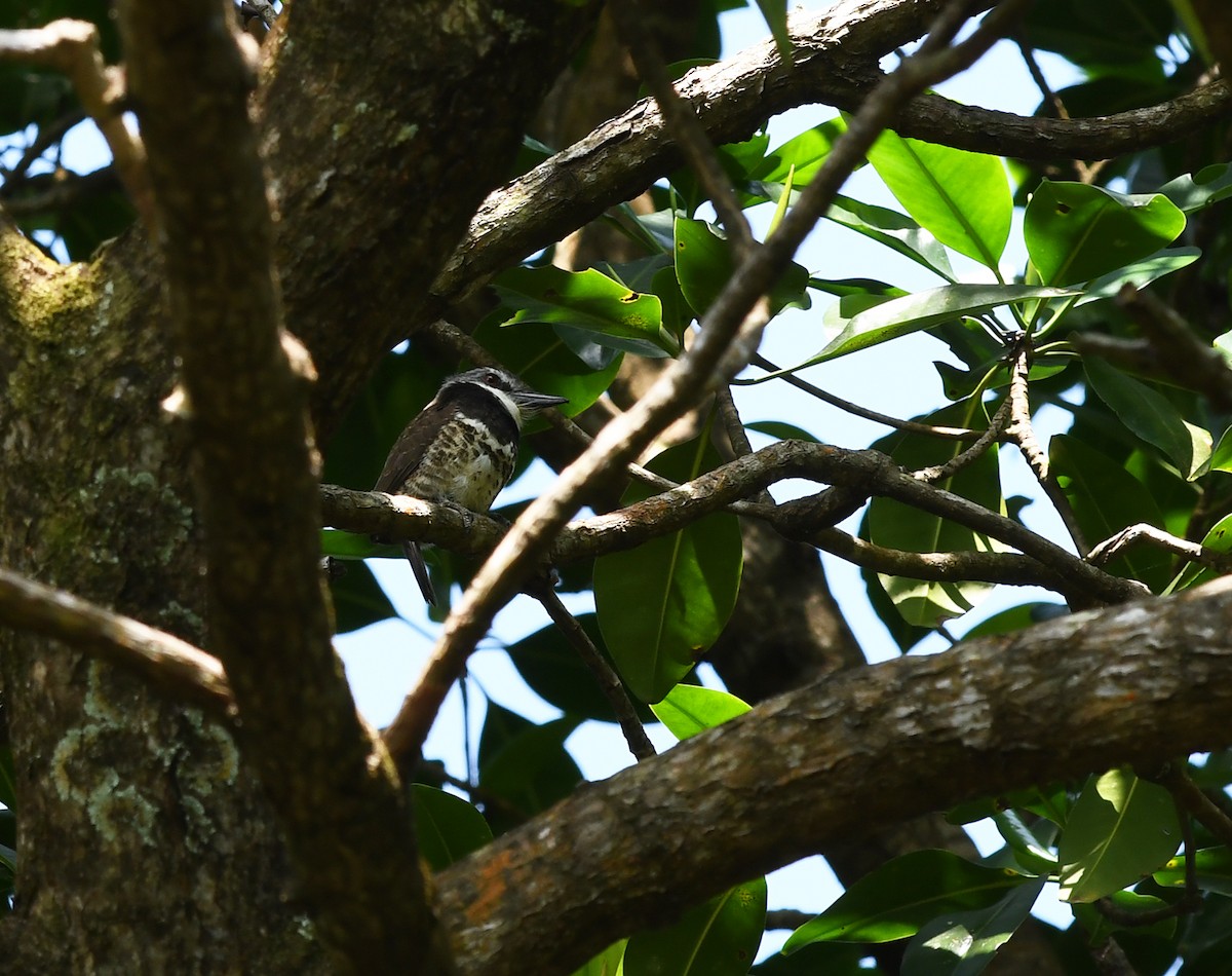 Sooty-capped Puffbird - ML423493951