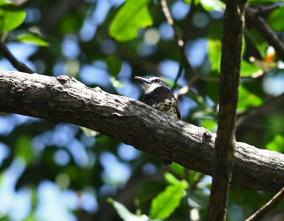 Sooty-capped Puffbird - ML423493961