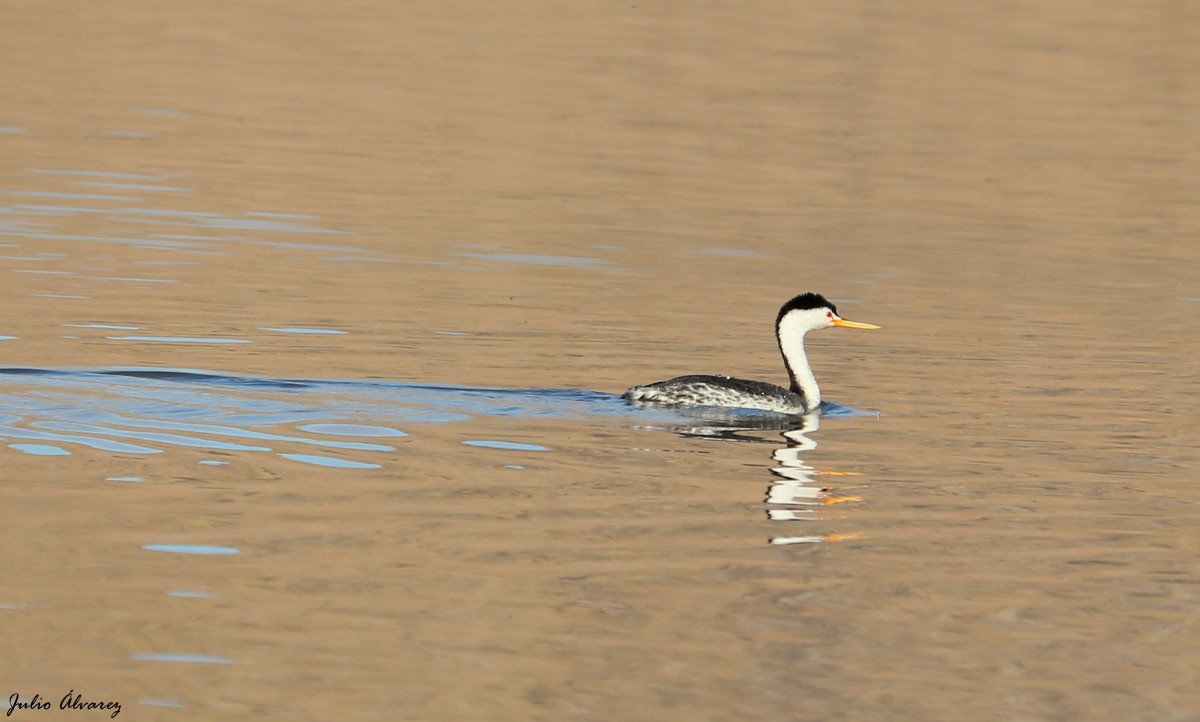 Clark's Grebe - ML423494211