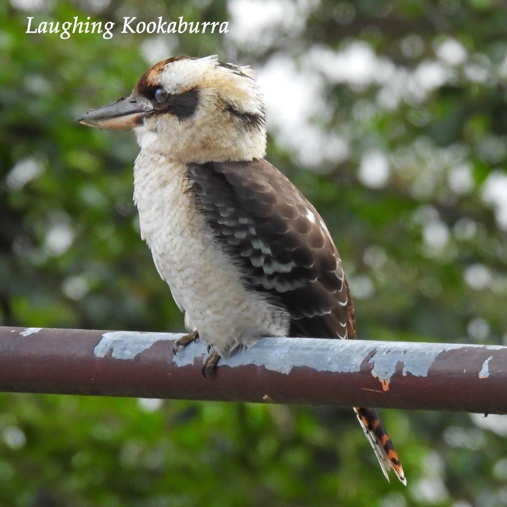 Laughing Kookaburra - U3A Bird Group Two