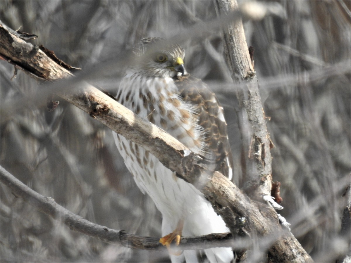 Sharp-shinned Hawk - ML423495731