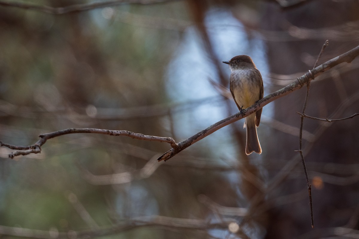 Eastern Phoebe - ML423495791