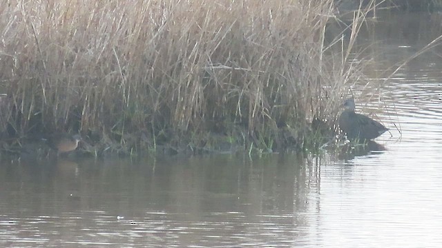 Clapper Rail - ML423495861