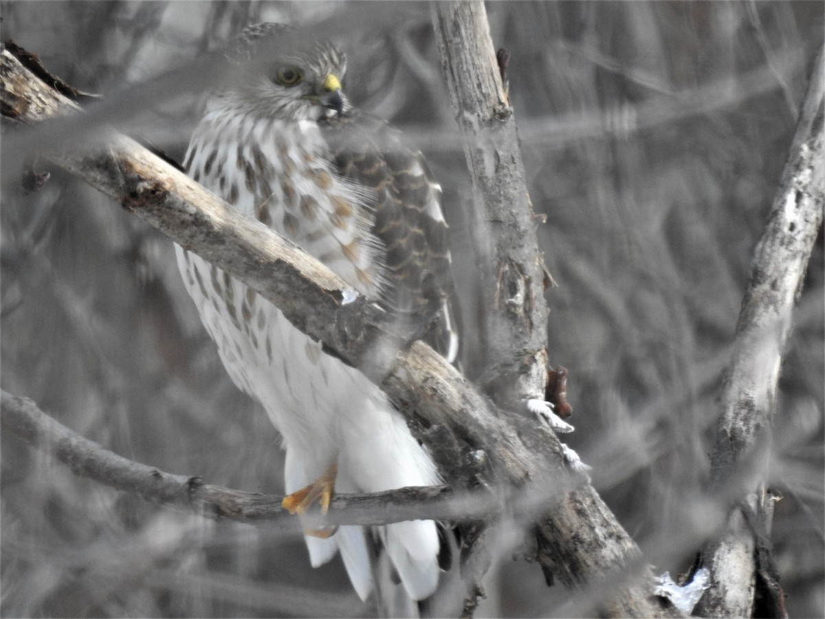 Sharp-shinned Hawk - ML423496481