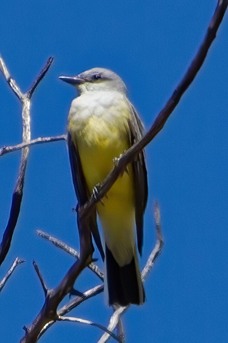 Western Kingbird - ML423497041