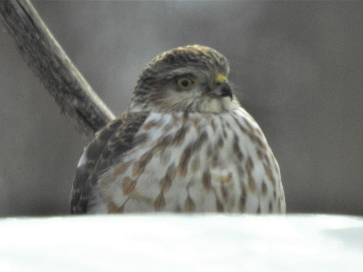 Sharp-shinned Hawk - ML423497091