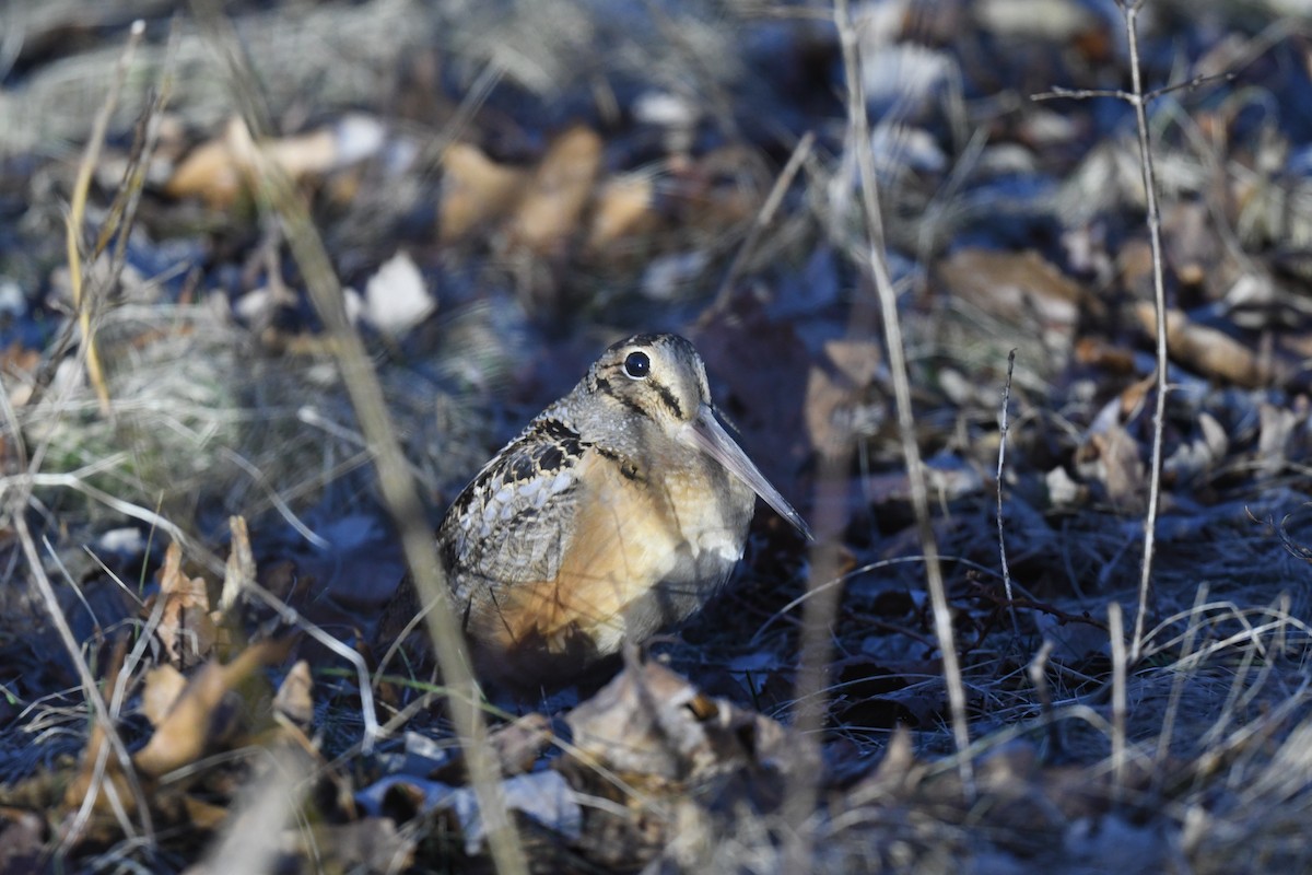 American Woodcock - ML423499021