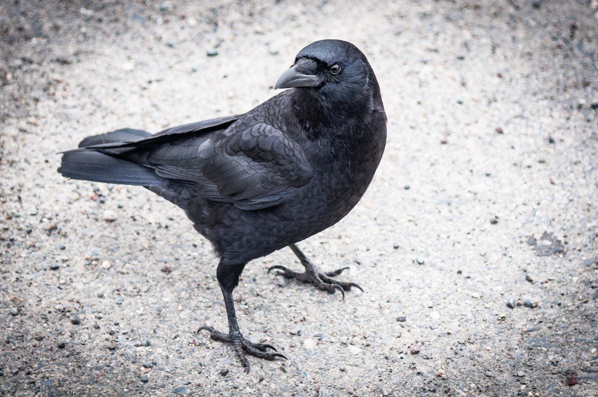 American Crow - ML423500031