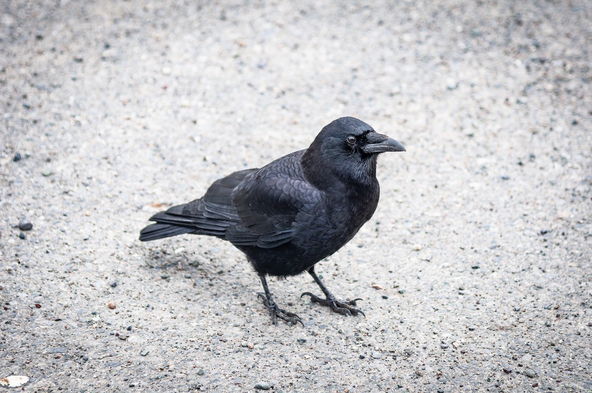 American Crow - ML423500051