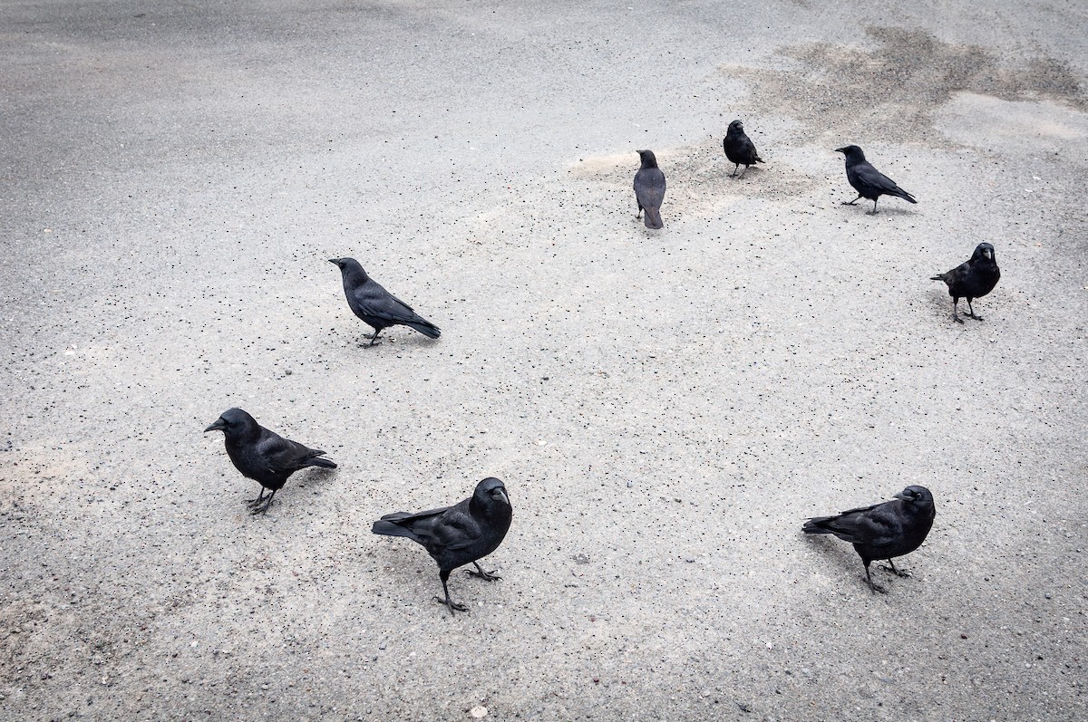 American Crow - ML423500071