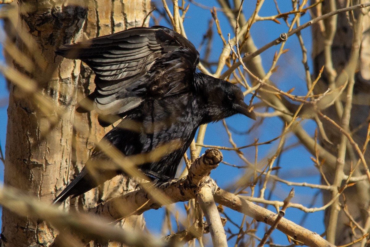 American Crow - ML423500191