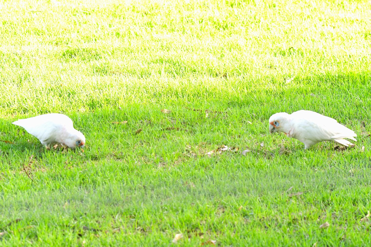 Long-billed Corella - ML423501401