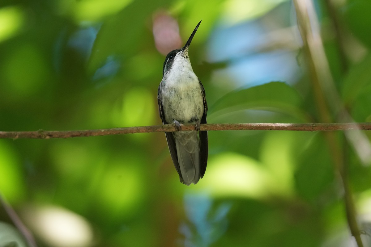 Colibrí Gorjiescamoso - ML423503111