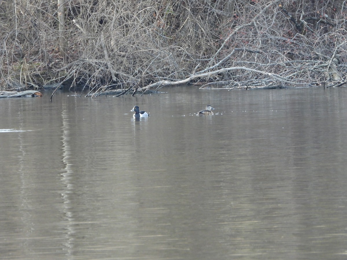 Ring-necked Duck - ML423507311