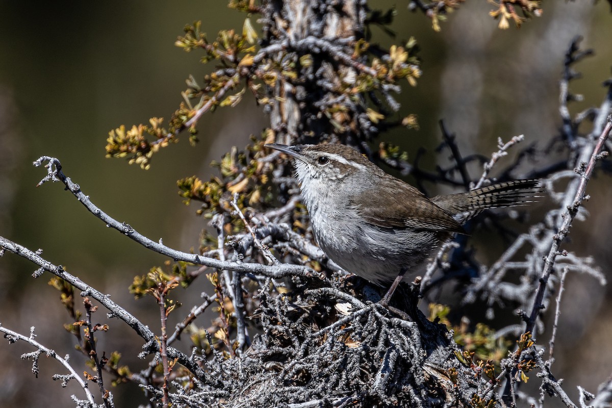 Bewick's Wren - ML423507751