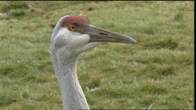 Grulla Canadiense - ML423512