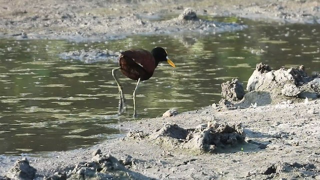 Jacana du Mexique - ML423512931