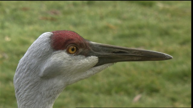 Sandhill Crane - ML423513