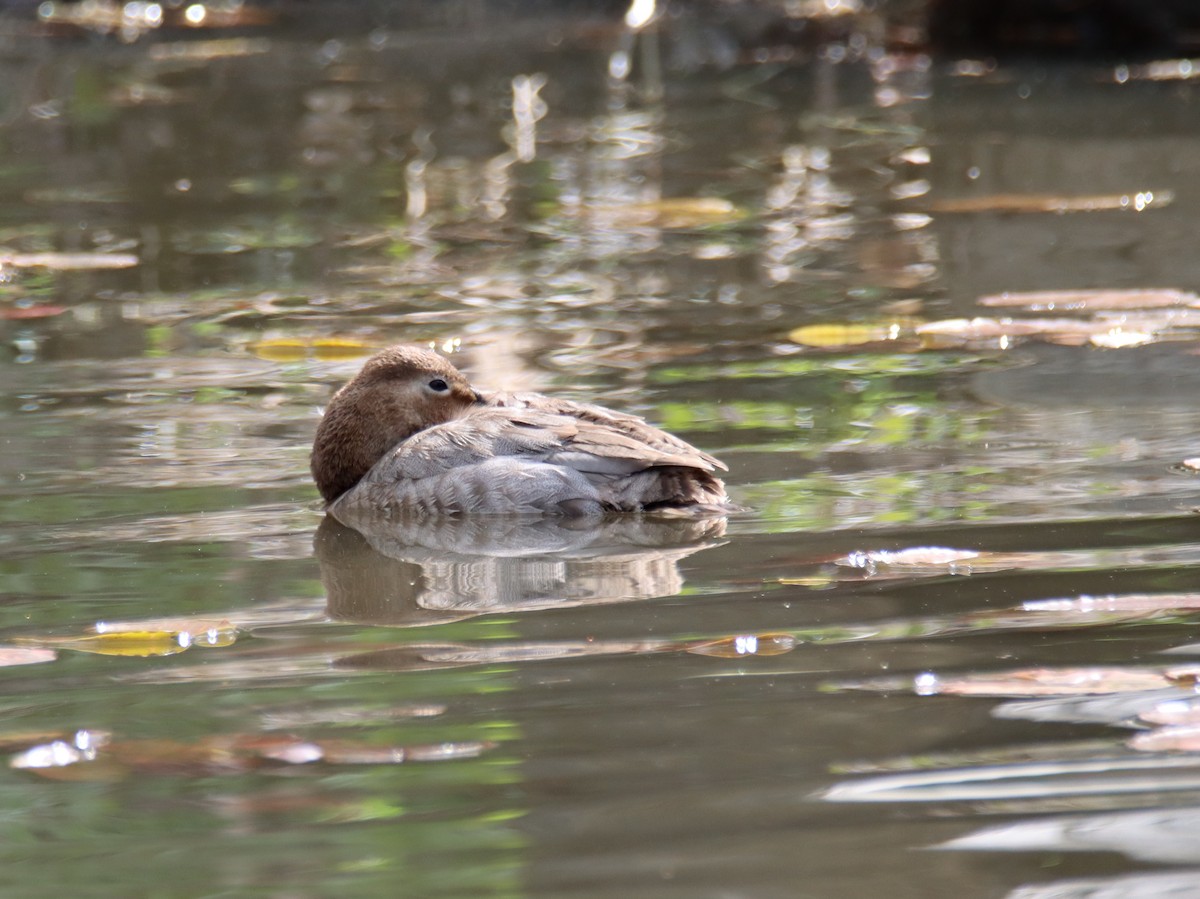 Canvasback - ML423513511