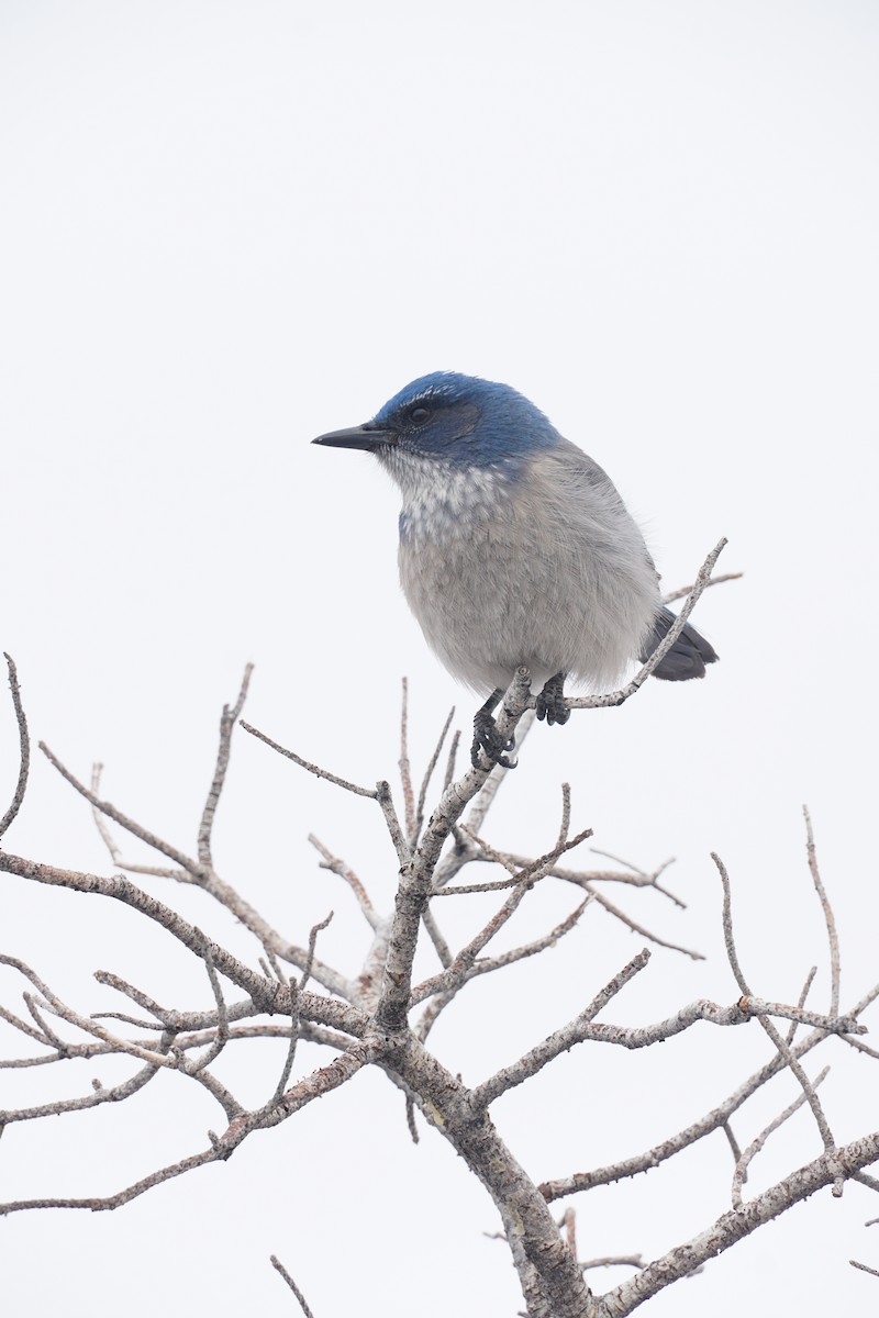 Woodhouse's Scrub-Jay - ML423513531