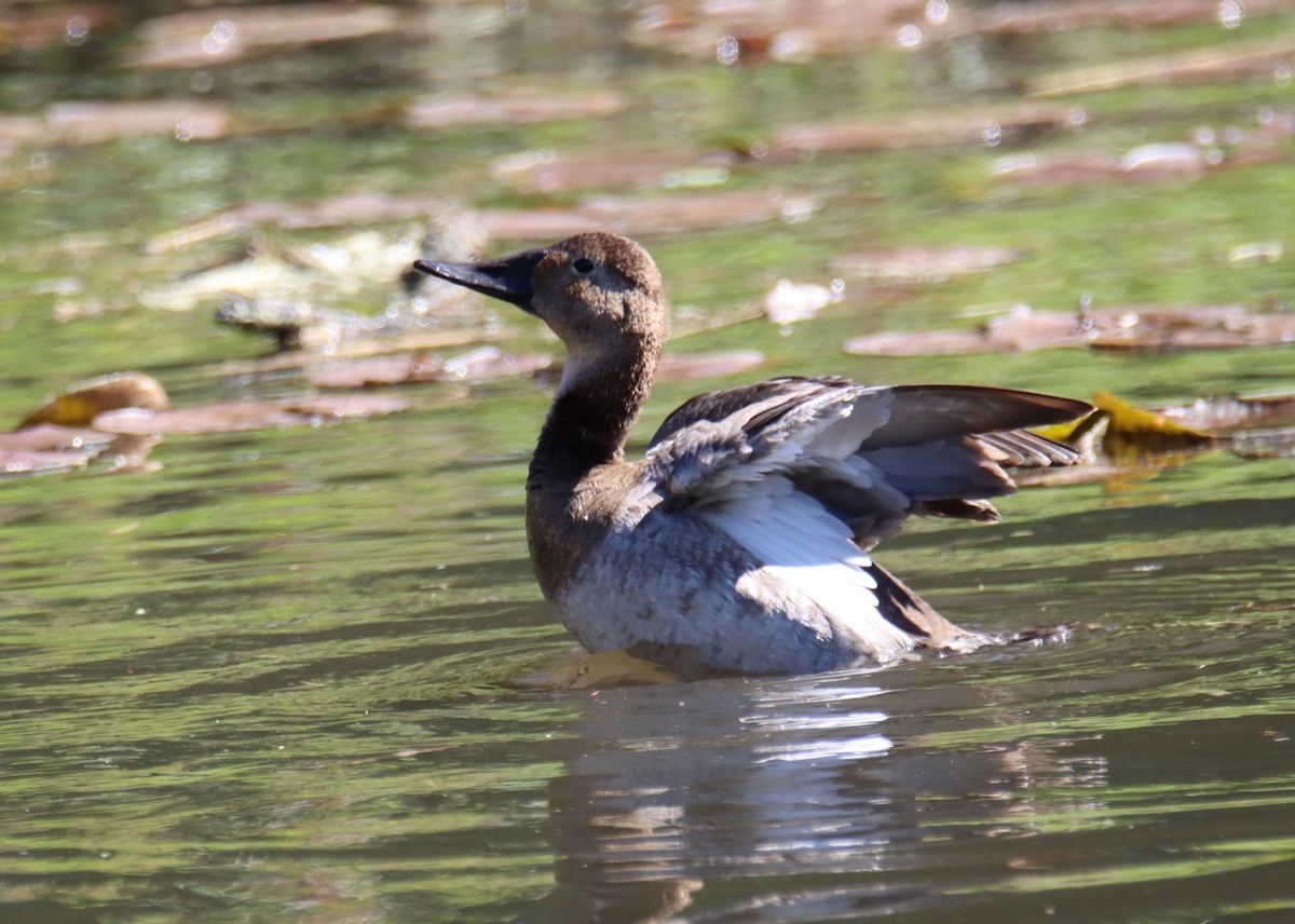 Canvasback - ML423513551