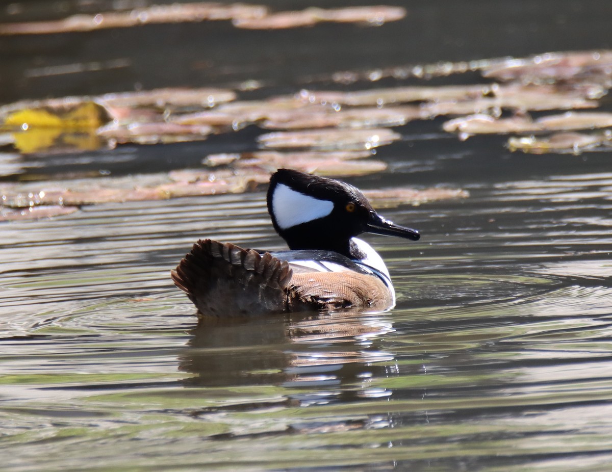 Hooded Merganser - ML423513641