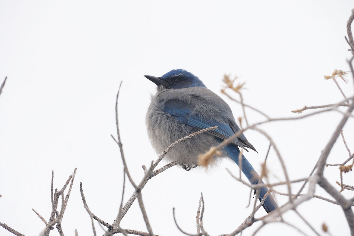 Woodhouse's Scrub-Jay - ML423513681