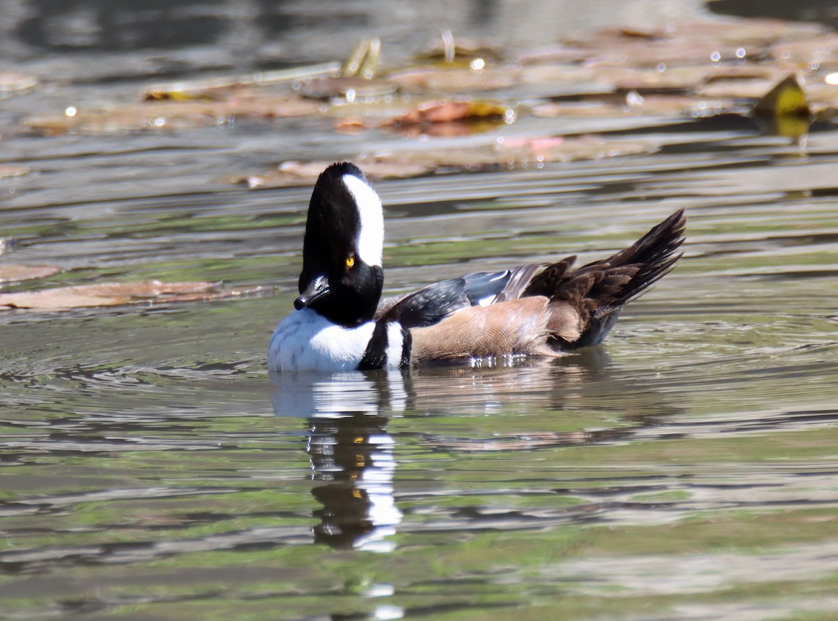 Hooded Merganser - Sally Veach